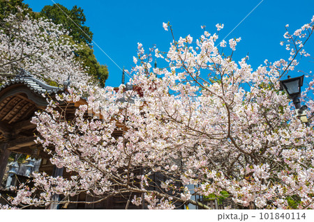 【第23番札所】薬王寺の桜【四国八十八箇所】 101840114