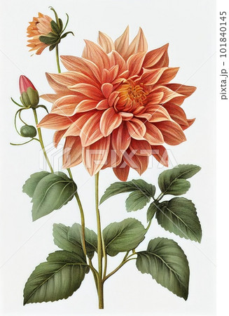 絵画生き物花Dahlia