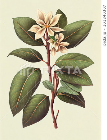 Fantasy Non-Existent Plant, Haritaki-like Botanical Illustration, Abstract Generative AI Illustration Fantasy Non-Existent Plant, Haritaki-like Botanical Illustration, Abstract Generative AI Illustration 101840307