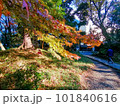 日差しに映えるモミジのクラデーション 101840616