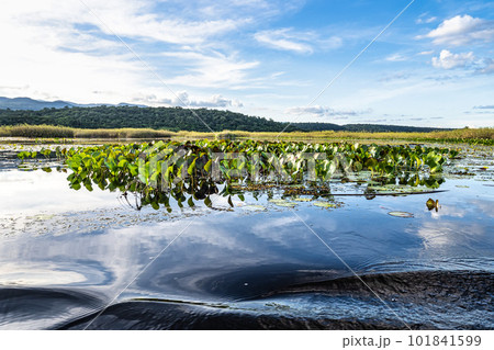 Canoe tour on the Pantanal Marimbus in Andarai, Bahia, Brazil, Chapada Diamantina 101841599