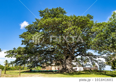 Big Ficus tree in front of the Garcia D'Avila castle, in the Praia do Forte, Mata de Sao Joao, Bahia, Brazil 101841601
