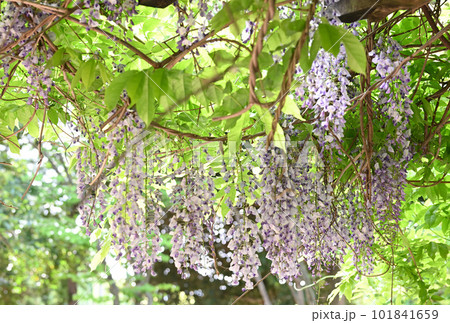 （花の風景）藤棚に藤の花が咲く：やや引き 101841659