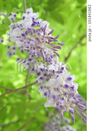 (花の風景)藤棚に枝垂れる藤の花;右に枝垂れる (花の風景)藤棚に枝垂れる藤の花;右に枝垂れる 101841662