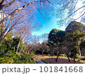 青空と葉の落ちた木々 101841668