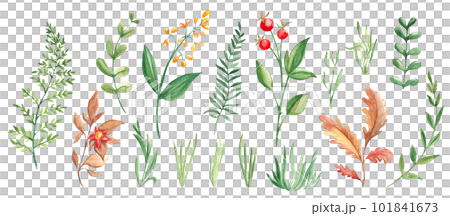 Big watercolor set of branches, leaves and grass. Forest floral elements. Botanical illustration on white background. Ideal for templates, greeting cards, graphics design. Big watercolor set of branches, leaves and grass. Forest floral elements. Botanical illustration on white background. Ideal for templates, greeting cards, graphics design. 101841673