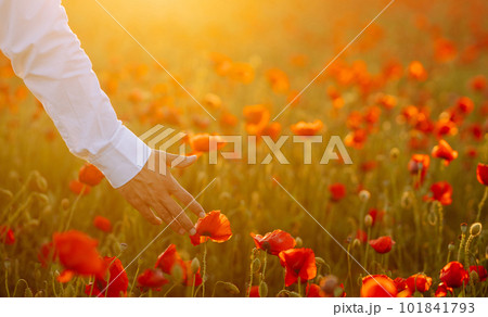 Man hand touching poppy flowers in the field in summertime. Poppy field at sunset. 101841793