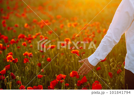 Man hand touching poppy flowers in the field in summertime. Poppy field at sunset. Man hand touching poppy flowers in the field in summertime. Poppy field at sunset. 101841794