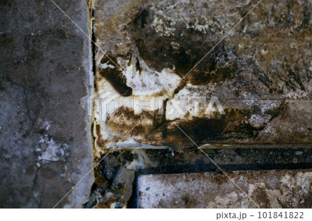 mould from the wall in the houseoff wallpapers damaged by fungus mould from the wall in the houseoff wallpapers damaged by fungus 101841822