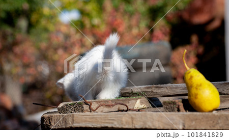 Portrait of a domestic cat of white color with big eyes. Cute clean cat. 101841829