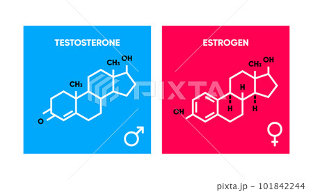 Symbol of estrogen and testosterone. Skeletal...のイラスト素材 [101842244] - PIXTA