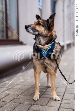 A dog with a colored bandana around his neck. The dog is waiting for the owner near the store. 101842427
