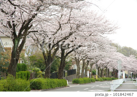 東玉川学園 桜並木 101842467