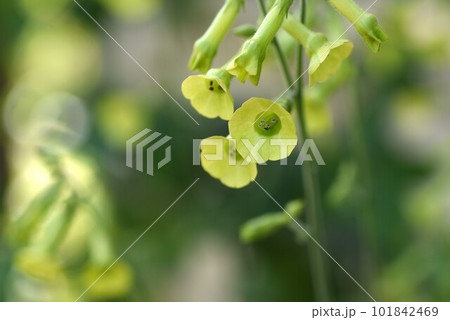 ラングスドルフのタバコの花・レア画像 101842469