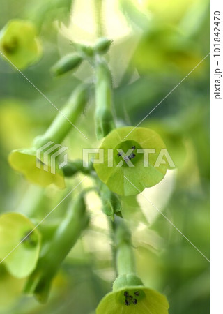 ラングスドルフのタバコの花・レア画像 ラングスドルフのタバコの花・レア画像 101842470