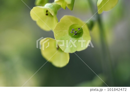 ラングスドルフのタバコの花・レア画像 ラングスドルフのタバコの花・レア画像 101842472