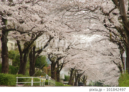 東玉川学園 桜並木 サクラのトンネル 101842497