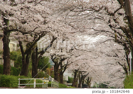 東玉川学園 桜並木 サクラのトンネル 101842646