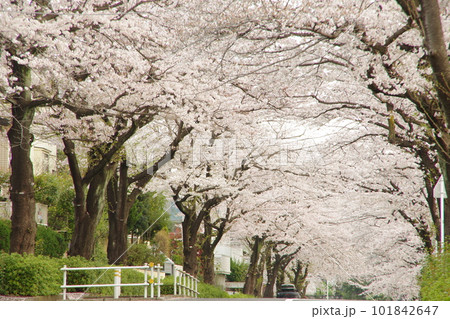 東玉川学園 桜並木 サクラのトンネル 101842647