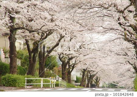 東玉川学園 桜並木 サクラのトンネル 101842648