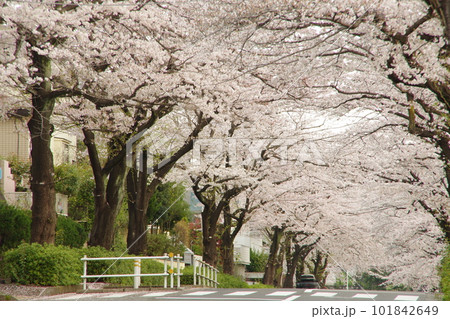東玉川学園 桜並木 サクラのトンネル 101842649