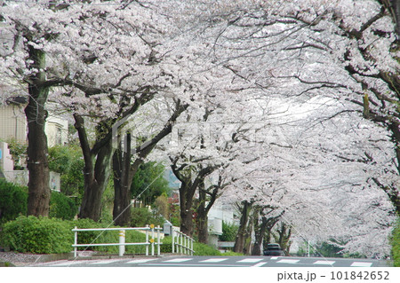 東玉川学園 桜並木 サクラのトンネル 101842652