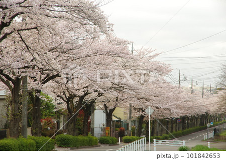 東玉川学園 桜並木 東玉川学園 桜並木 101842653