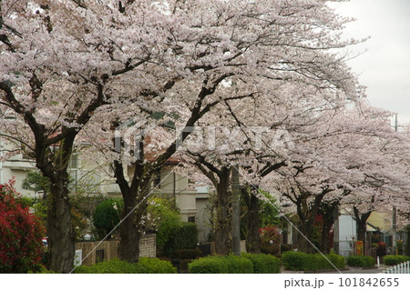 東玉川学園 桜並木 101842655