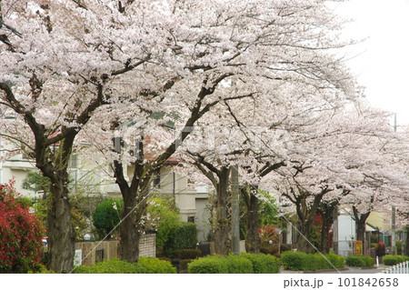東玉川学園 桜並木 101842658