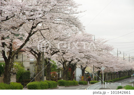 東玉川学園 桜並木 101842661