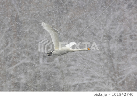 大粒の雪が降る冬の日に餌場に飛び立つハクチョウ 101842740