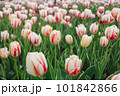 白と赤のチューリップ畑 101842866