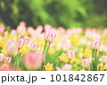 パステルカラーのチューリップ畑 101842867