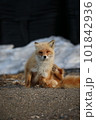 座って正面を向くかわいいキタキツネ 101842936