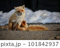 座って正面を向くかわいいキタキツネ 101842937