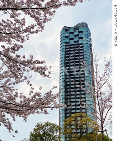 《東京都》タワーマンションと桜 《東京都》タワーマンションと桜 101843134