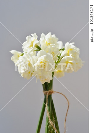 白バックに白い房咲きスイセンの花束　　　 　 101843171