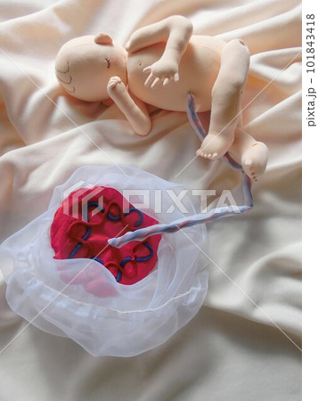 誕生の感動を伝える赤ちゃん、胎児人形 誕生の感動を伝える赤ちゃん、胎児人形 101843418