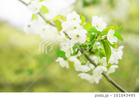 Spring background with white blossoms. Cherry blossom in full bloom. Spring background with white blossoms. Cherry blossom in full bloom. 101843495