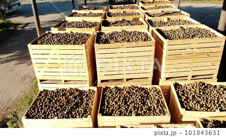 harvested potatoes standing in large wooden containers, boxes, filled to top. potatoes waiting to go to market for sale. annual potatoes harvesting period on farm. agricultural production sector. 101843631