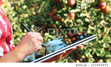 close up, female business farmer or agronomist working in the apple garden, makes notes on a tablet for better quality control, Focused on work.. Smart farming and digital agriculture concept. 101843643