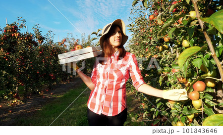 in the sun's rays, female farmer in plaid shirt and hat walks between the rows of apple trees. she holds box with fresh juicy, selective apples. red apple harvest in the garden, on the farm. in the sun's rays, female farmer in plaid shirt and hat walks between the rows of apple trees. she holds box with fresh juicy, selective apples. red apple harvest in the garden, on the farm. 101843646