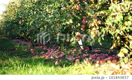 close up, Many ripe fallen apples lying on the ground under apple trees in an orchard. early autumn. harvest of apples on the farm. close up, Many ripe fallen apples lying on the ground under apple trees in an orchard. early autumn. harvest of apples on the farm. 101843657
