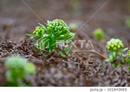 ふきのとう 101843669