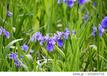 カキツバタ 101843710