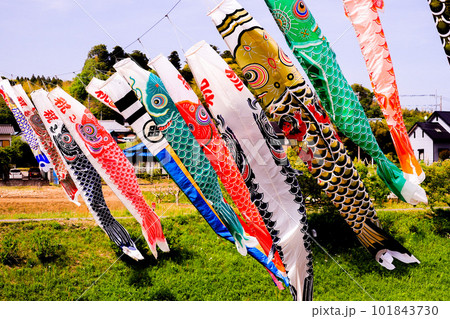 市原市のこいのぼり 101843730