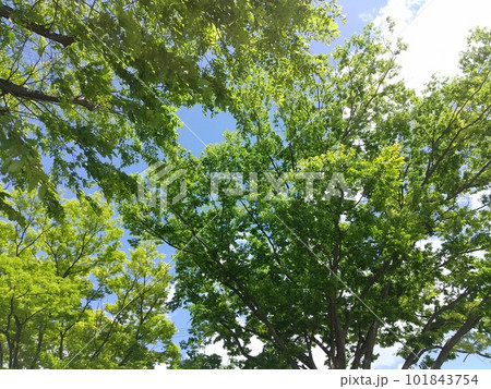 新緑 101843754
