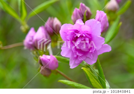 ヨドガワツツジの花 101843841