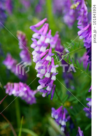 4510 クサフジ 4510 クサフジ 101843934