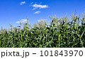 デントコーン畑 101843970